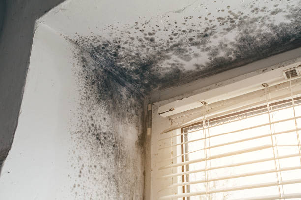Affordable Mold Removal solutions in Urbanna, VA